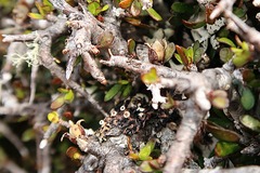 Pittosporum anomalum