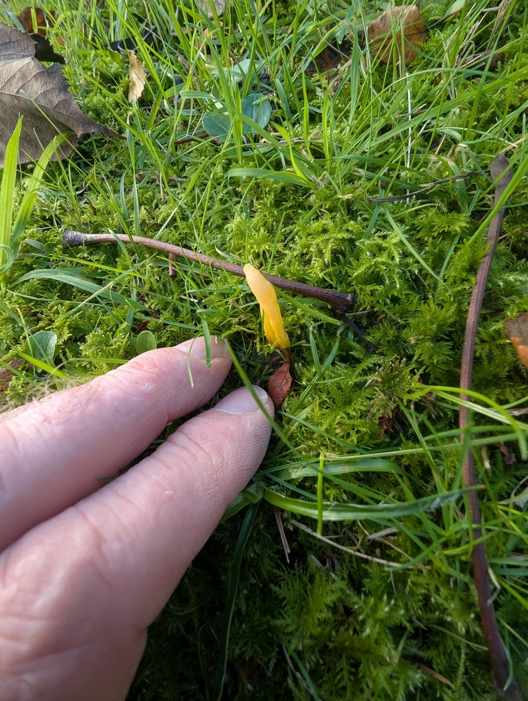 Clavulinopsis helvola · November 2025 · photo: © ohwhen (iNaturalist, cc-by)