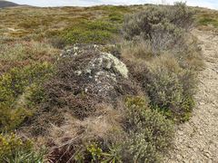 Pittosporum anomalum