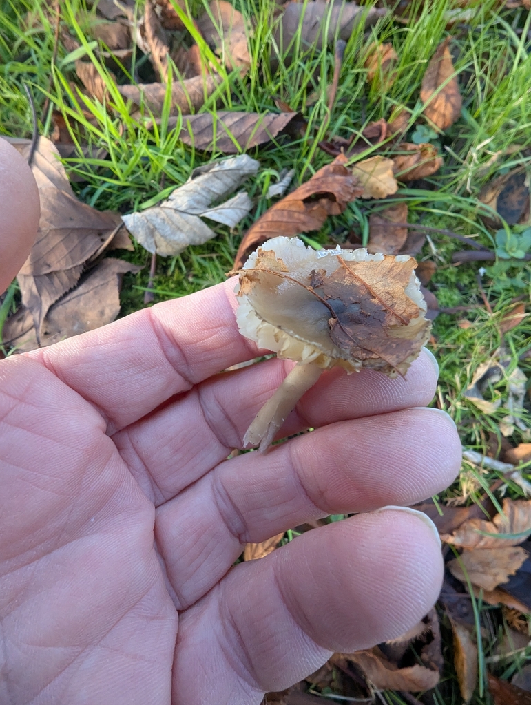 Gliophorus irrigatus · November 2025 · photo: © ohwhen (iNaturalist, cc-by)