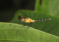 Erythrodiplax tenuis