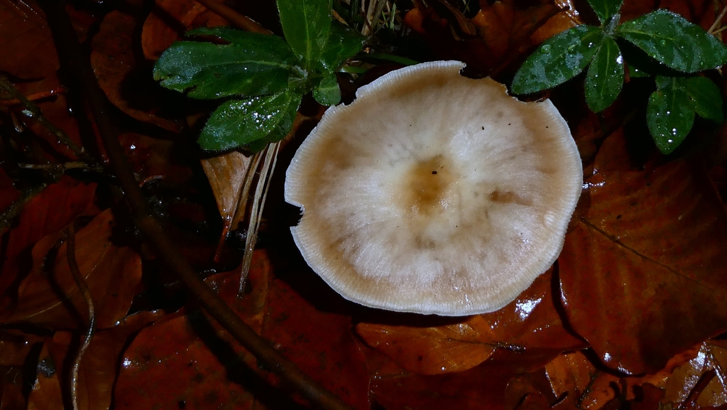 Rhodocollybia asema · November 2025 · photo: © patricklm35 (iNaturalist, cc0)