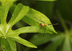 Erythrodiplax tenuis