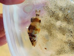 Sebastes rubrivinctus