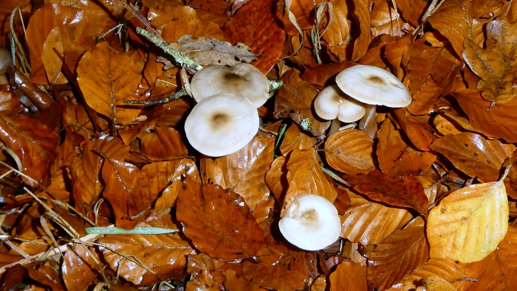 Rhodocollybia asema · November 2025 · photo: © patricklm35 (iNaturalist, cc0)