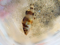 Sebastes rubrivinctus