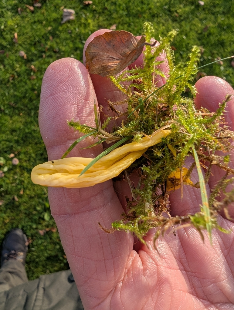 Clavulinopsis helvola · November 2025 · photo: © ohwhen (iNaturalist, cc-by)
