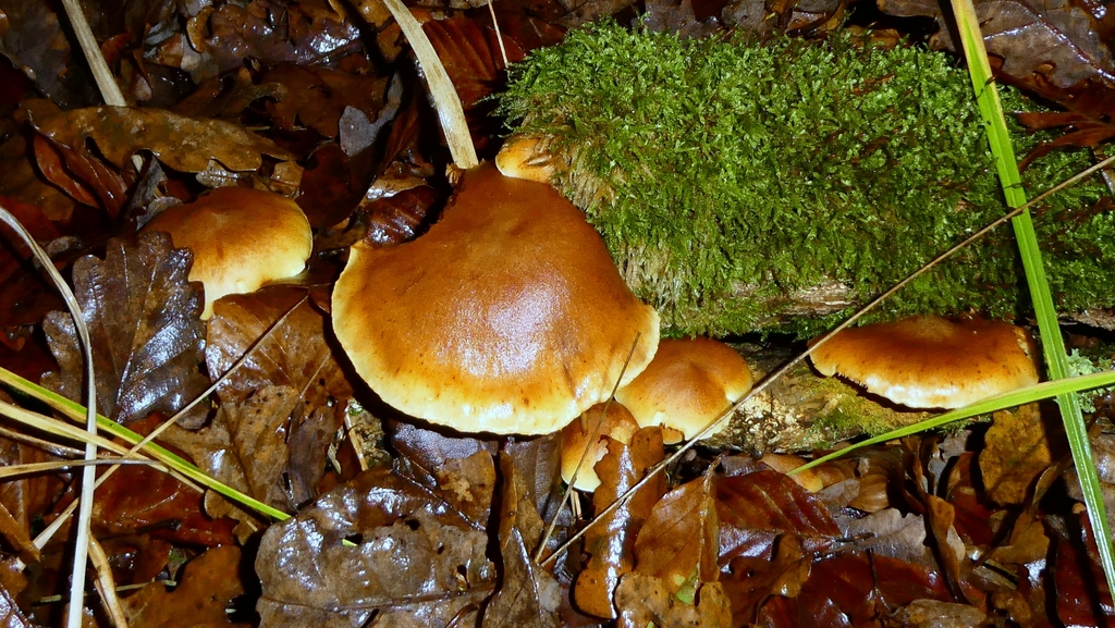 Gymnopilus penetrans · November 2025 · photo: © patricklm35 (iNaturalist, cc0)