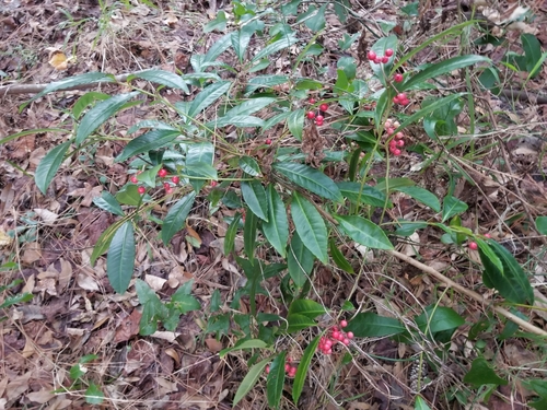 Ardisia crenata image
