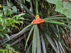Freycinetia