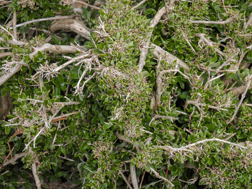 Chenopodium candolleanum, photograph 1