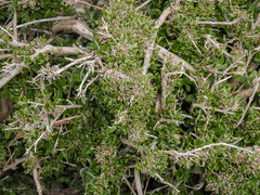 Chenopodium candolleanum, photograph Erik Schiff, CC0, iNaturalist via GBIF