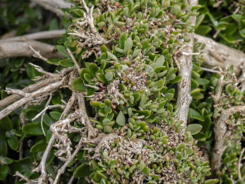 Chenopodium candolleanum, photograph 3