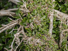 Chenopodium candolleanum, photograph Erik Schiff, CC0, iNaturalist via GBIF