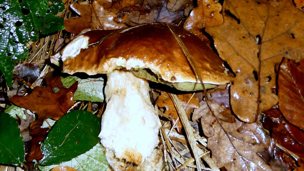 Boletus edulis · November 2025 · photo: © patricklm35 (iNaturalist, cc0)
