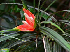 Freycinetia