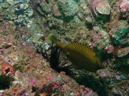 Bluetail trunkfish (Ostracion cyanurus) — Ostraciidae