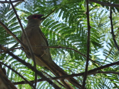 Urocolius indicus transvaalensis