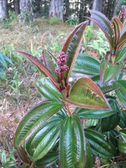 Miconia ciliata