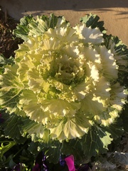 Brassica oleracea acephala