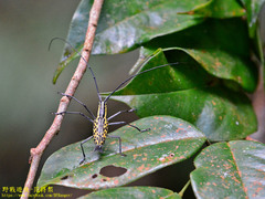 Macrochenus tigrinus