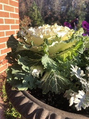 Brassica oleracea acephala