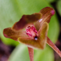 Chiloglottis triceratops
