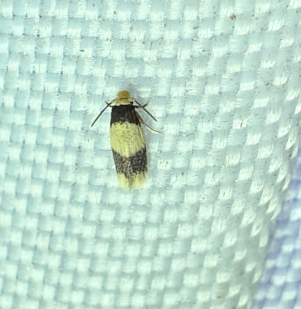 Stigmella plumosetaeella
