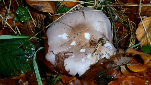 Lepista glaucocana — no rights reserved