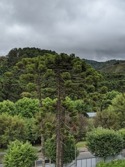 Araucaria angustifolia