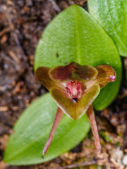 Chiloglottis triceratops