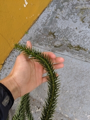 Araucaria angustifolia