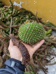 Araucaria angustifolia