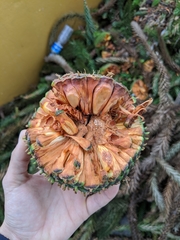 Araucaria angustifolia
