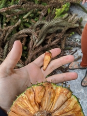 Araucaria angustifolia