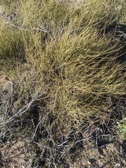 Ephedra californica