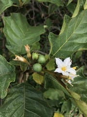 Solanum