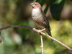 Amadina erythrocephala