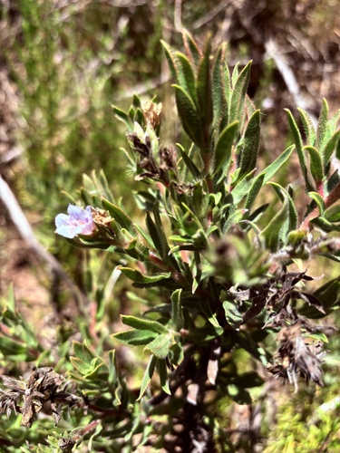 Eightday Healthbush (Lobostemon fruticosus)