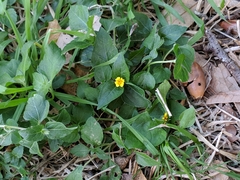 Calyptocarpus vialis