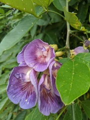 Clitoria