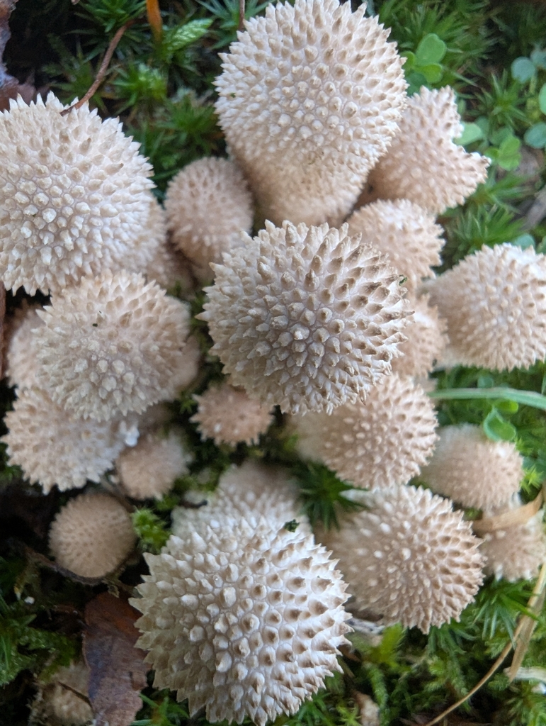 Lycoperdon perlatum · November 2025 · photo: © ohwhen (iNaturalist, cc-by)