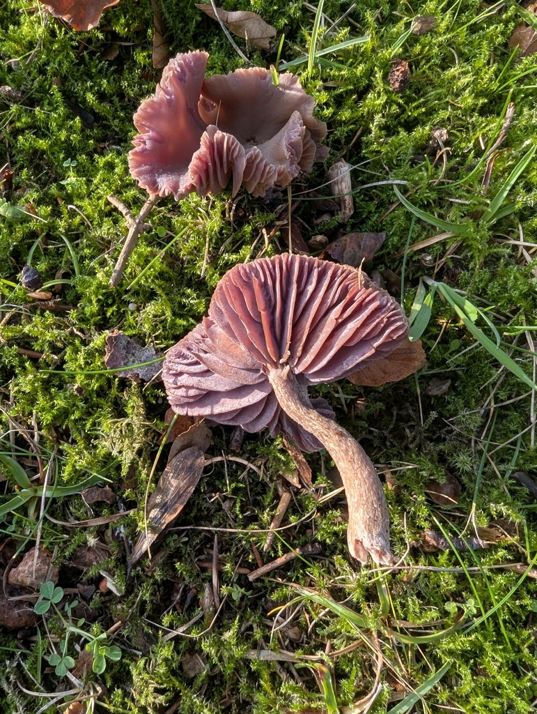Laccaria amethystina · November 2025 · photo: © ohwhen (iNaturalist, cc-by)