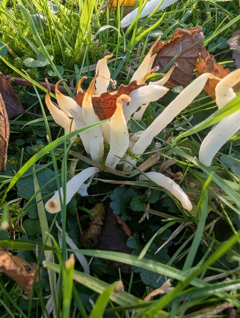 Clavaria fragilis · November 2025 · photo: © ohwhen (iNaturalist, cc-by)