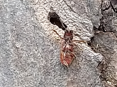 Zenodosus sanguineus