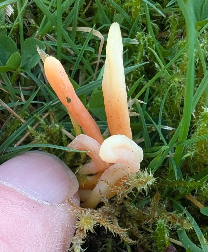 Clavaria incarnata