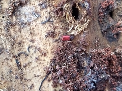 Zenodosus sanguineus