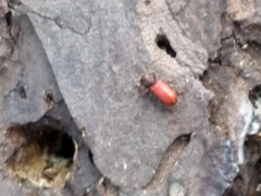 Zenodosus sanguineus