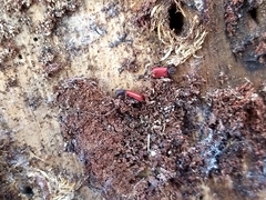 Zenodosus sanguineus