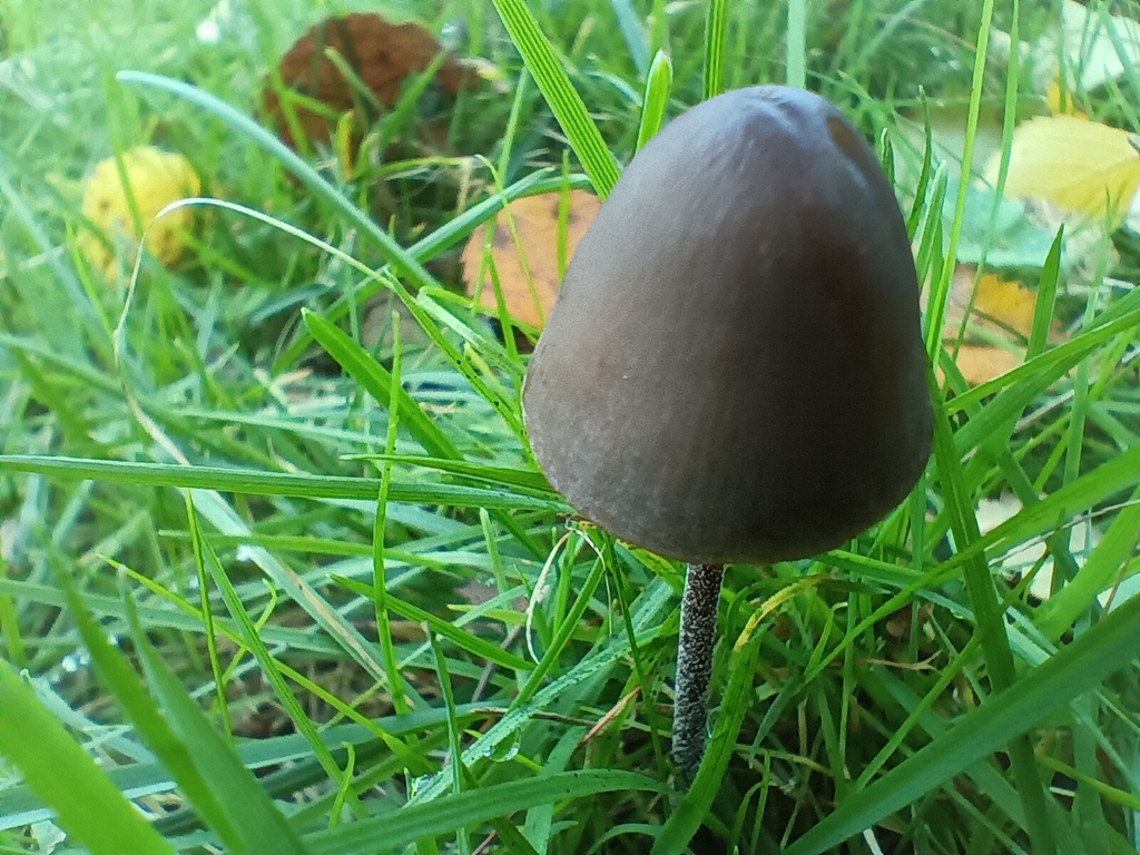 Panaeolus acuminatus · November 2025 · photo: © considerthelilies (iNaturalist, cc-by)